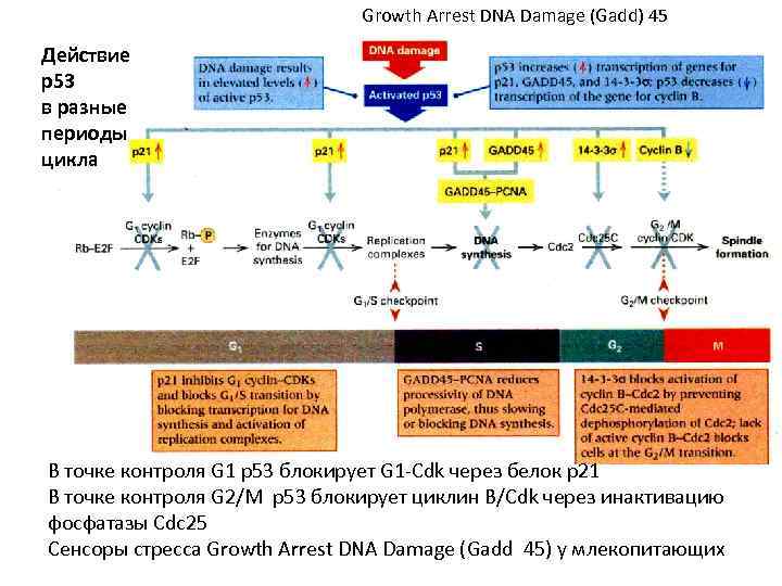 Growth Arrest DNA Damage (Gadd) 45 Действие р53 в разные периоды цикла В точке