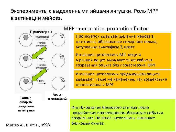 Эксперименты с выделенными яйцами лягушки. Роль MPF в активации мейоза. Прогестерон MPF - maturation