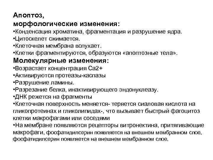 Апоптоз, морфологические изменения: • Конденсация хроматина, фрагментация и разрушение ядра. • Цитоскелет сжимается. •