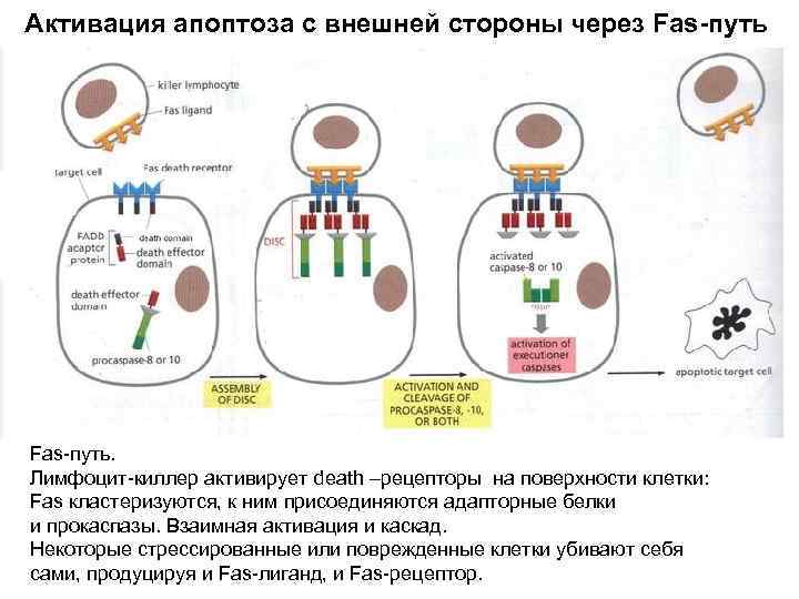 Активация апоптоза с внешней стороны через Fas-путь. Лимфоцит-киллер активирует death –рецепторы на поверхности клетки: