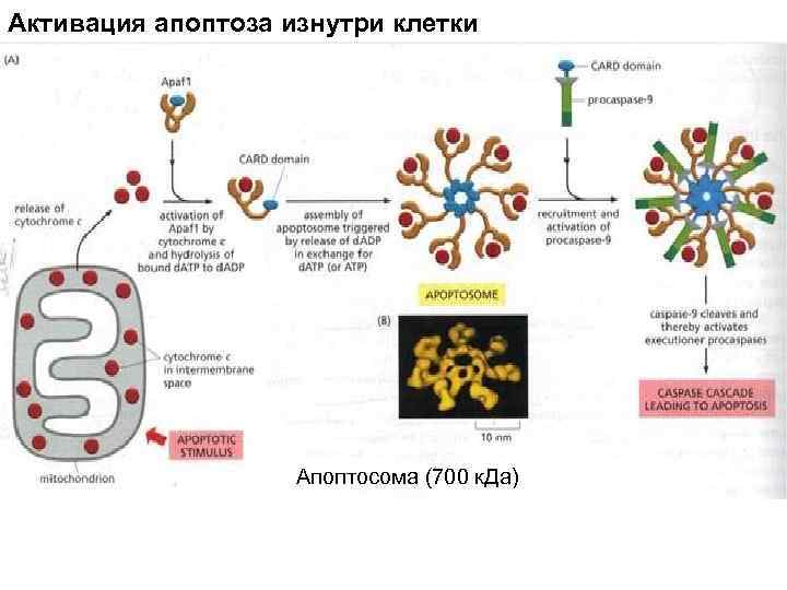 Активация апоптоза изнутри клетки Апоптосома (700 к. Да) 