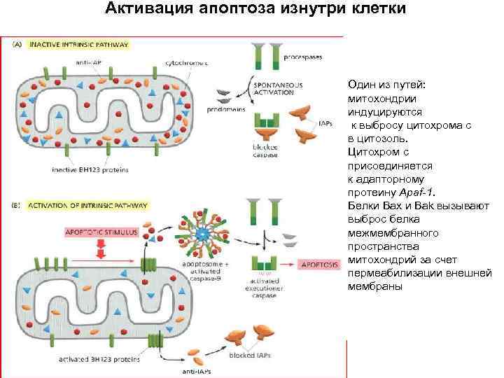 Активация апоптоза изнутри клетки Прокаспаза-3 Один из путей: митохондрии индуцируются к выбросу цитохрома с