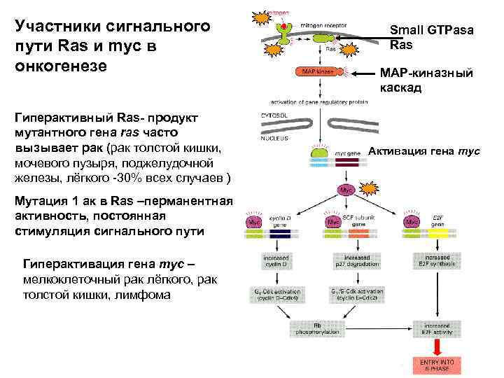 Участники сигнального пути Ras и myc в онкогенезе Гиперактивный Ras- продукт мутантного гена ras