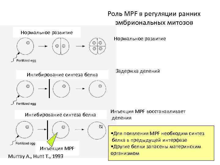 Схема первичной эмбриональной индукции