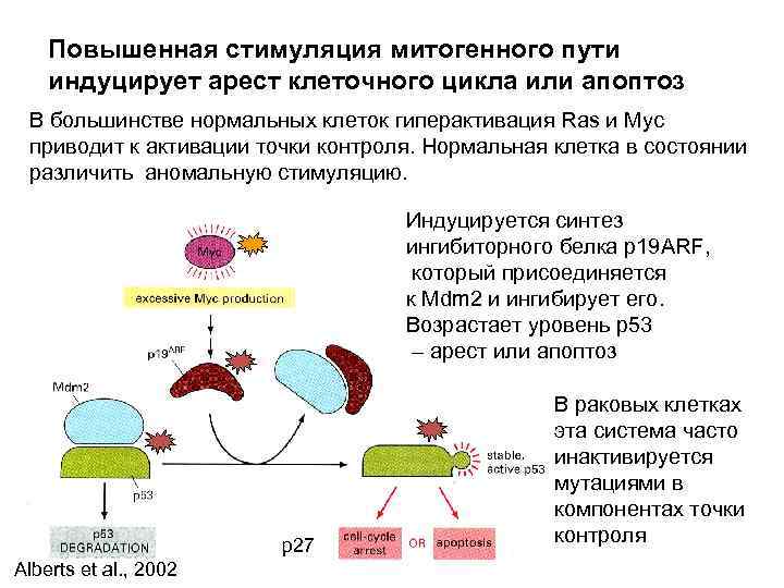 Повышенная стимуляция митогенного пути индуцирует арест клеточного цикла или апоптоз В большинстве нормальных клеток