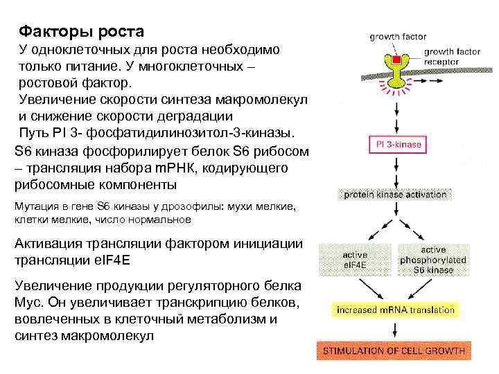 Факторы роста У одноклеточных для роста необходимо только питание. У многоклеточных – ростовой фактор.