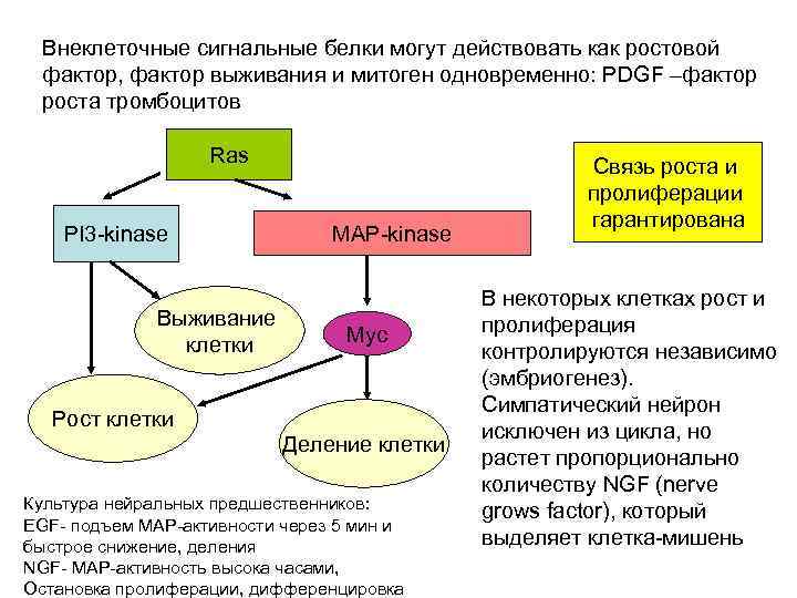 Внеклеточные сигнальные белки могут действовать как ростовой фактор, фактор выживания и митоген одновременно: PDGF