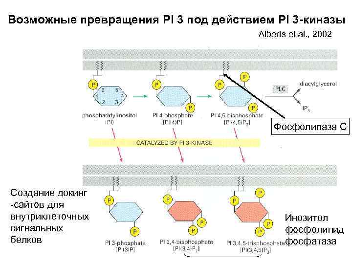 Возможные превращения PI 3 под действием PI 3 -киназы Alberts et al. , 2002