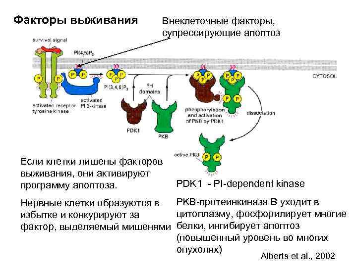 Факторы выживания Внеклеточные факторы, супрессирующие апоптоз Если клетки лишены факторов выживания, они активируют программу