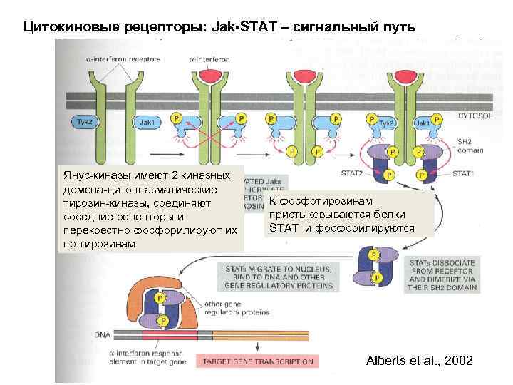 Цитокиновые рецепторы: Jak-STAT – сигнальный путь Янус-киназы имеют 2 киназных домена-цитоплазматические тирозин-киназы, соединяют соседние
