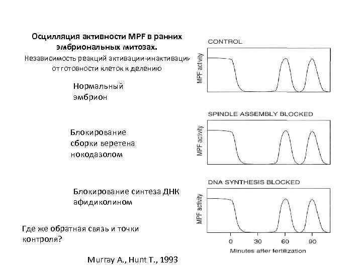 Осцилляция активности MPF в ранних эмбриональных митозах. Независимость реакций активации-инактивации от готовности клеток к
