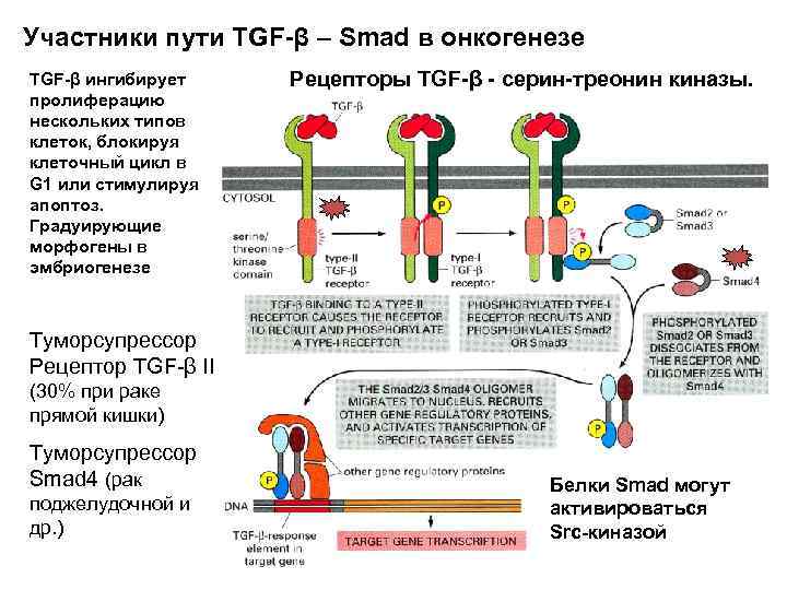 Участники пути TGF-β – Smad в онкогенезе TGF-β ингибирует пролиферацию нескольких типов клеток, блокируя