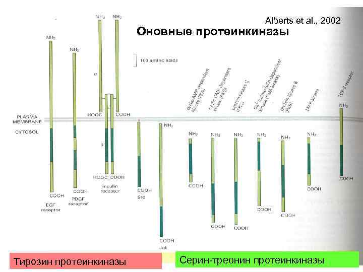 Alberts et al. , 2002 Оновные протеинкиназы Тирозин протеинкиназы Серин-треонин протеинкиназы 