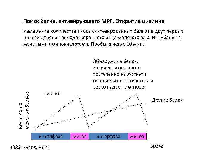 Поиск белка, активирующего MPF. Открытие циклина Количество меченых белков Измерение количества вновь синтезированных белков