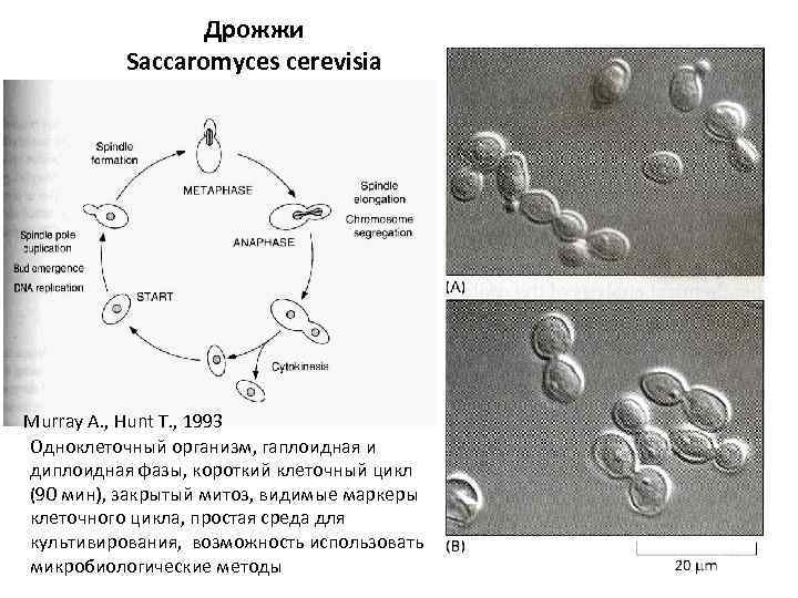 Дрожжи Saccaromyces cerevisia Murray A. , Hunt T. , 1993 Одноклеточный организм, гаплоидная и