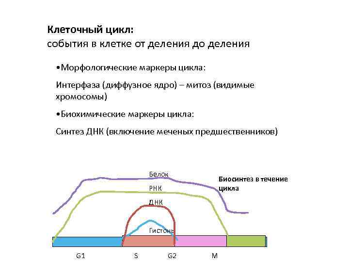 Клеточный цикл: события в клетке от деления до деления • Морфологические маркеры цикла: Интерфаза