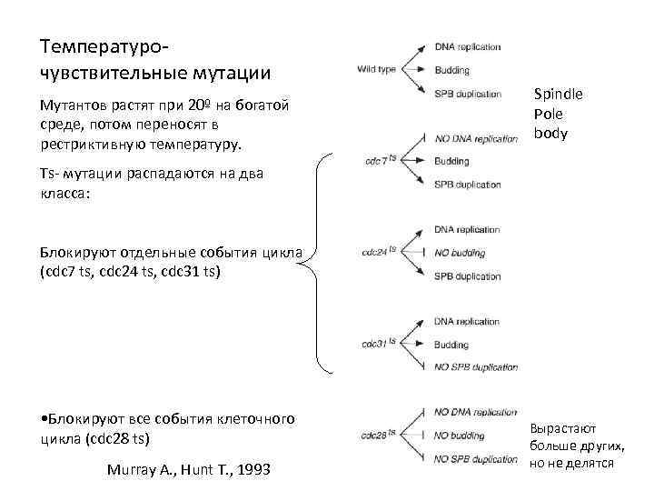 Температурочувствительные мутации Мутантов растят при 20º на богатой среде, потом переносят в рестриктивную температуру.