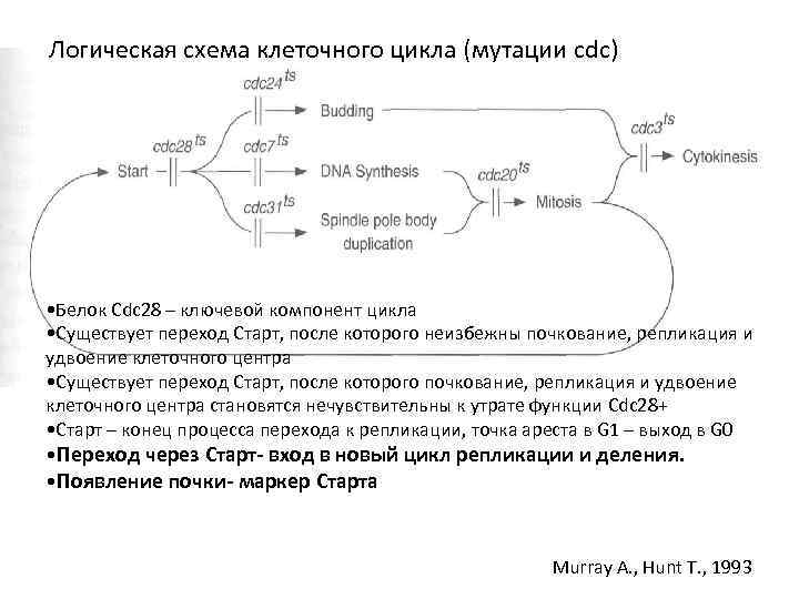 Логическая схема клеточного цикла (мутации cdc) • Белок Сdc 28 – ключевой компонент цикла