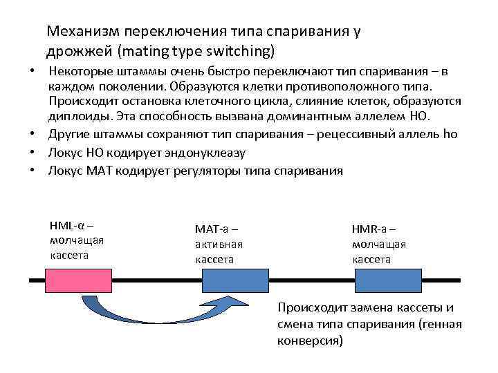 Механизм переключения типа спаривания у дрожжей (mating type switching) • Некоторые штаммы очень быстро