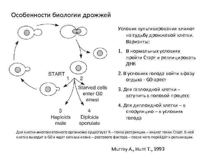 Особенности биологии дрожжей Условия культивирования влияют на судьбу дрожжевой клетки. Варианты: 1. В нормальных