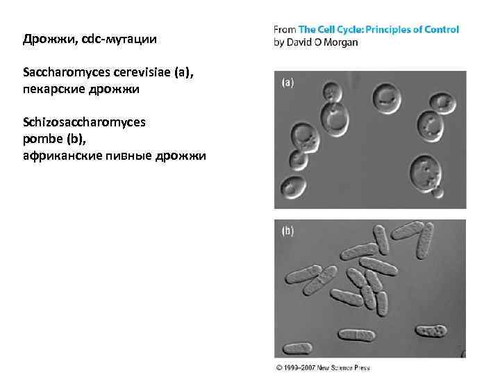 Дрожжи, cdc-мутации Saccharomyces cerevisiae (a), пекарские дрожжи Schizosaccharomyces pombe (b), африканские пивные дрожжи 