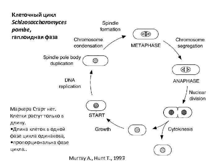Гаплоидная клетка спора. Цикл развития клетки схема. Схема клеточного цикла генетика. Гаплоидные стадии жизненного цикла. Клеточный цикл период генетика.
