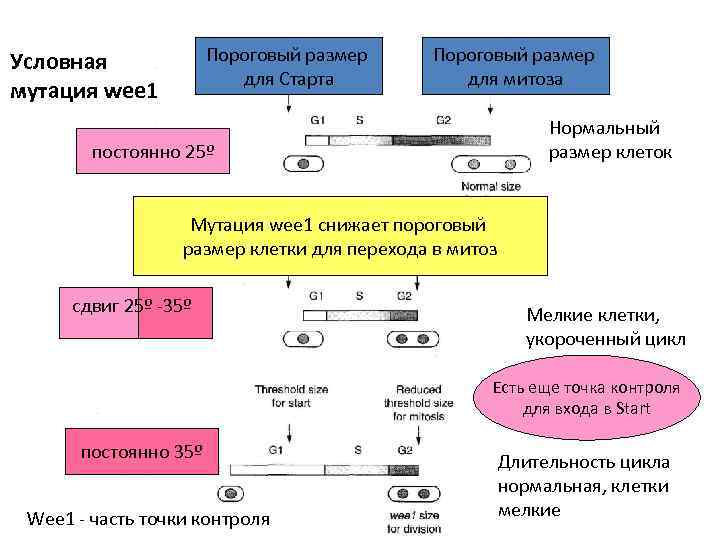 Пороговый размер для Старта Условная мутация wee 1 Пороговый размер для митоза Нормальный размер