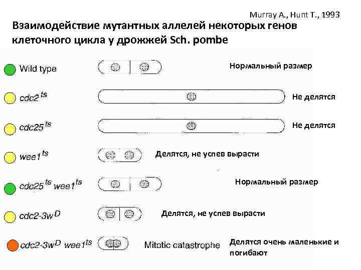 Murray A. , Hunt T. , 1993 Взаимодействие мутантных аллелей некоторых генов клеточного цикла