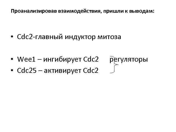 Проанализировав взаимодействия, пришли к выводам: • Cdc 2 -главный индуктор митоза • Wee 1