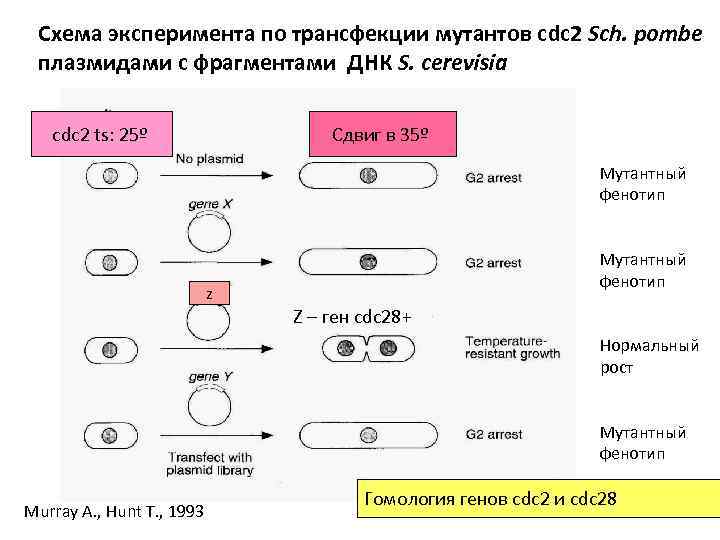 Схема эксперимента по трансфекции мутантов cdc 2 Sch. pombe плазмидами с фрагментами ДНК S.