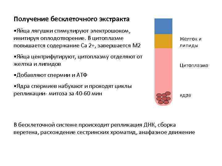 Получение бесклеточного экстракта • Яйца лягушки стимулируют электрошоком, имитируя оплодотворение. В цитоплазме повышается содержание