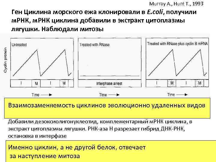 Murray A. , Hunt T. , 1993 Ген Циклина морского ежа клонировали в E.