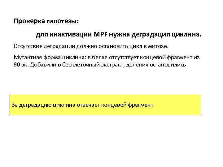 Проверка гипотезы: для инактивации MPF нужна деградация циклина. Отсутствие деградации должно остановить цикл в