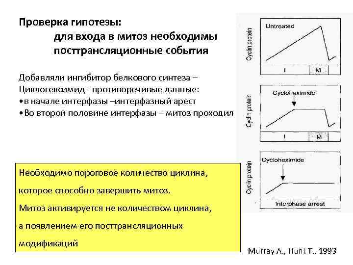 Проверка гипотезы: для входа в митоз необходимы посттрансляционные события Добавляли ингибитор белкового синтеза –