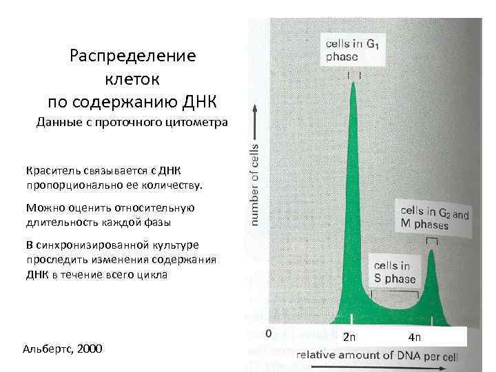 Распределение клеток по содержанию ДНК Данные с проточного цитометра Краситель связывается с ДНК пропорционально