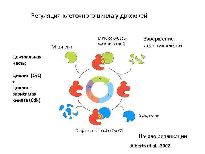 Регуляция клеточного цикла у дрожжей М-циклин MPF: cdk+Cyc. B митотический Завершение деления клетки Центральная