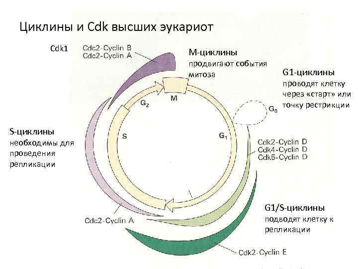 Циклины и Cdk высших эукариот Cdk 1 М-циклины продвигают события митоза G 1 -циклины