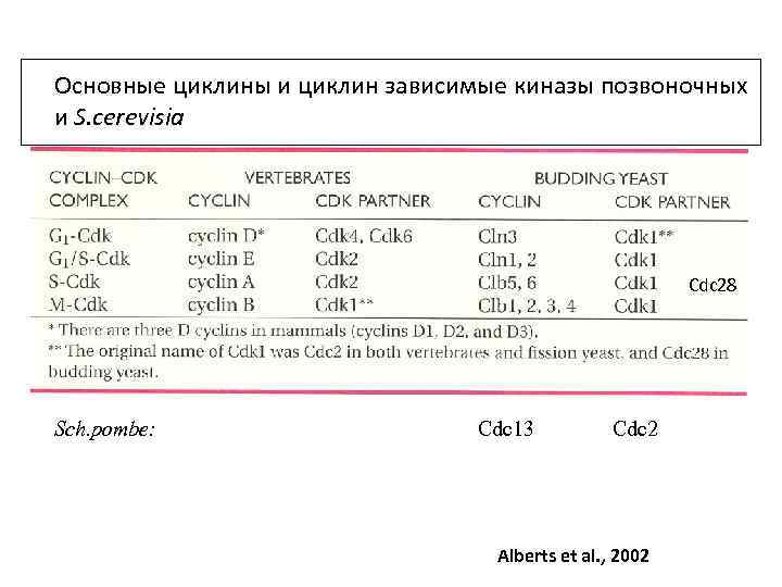Основные циклины и циклин зависимые киназы позвоночных и S. cerevisia Cdc 28 Sch. pombe: