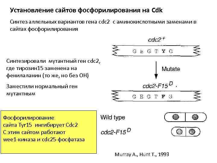 Установление сайтов фосфорилирования на Cdk Синтез аллельных вариантов гена cdc 2 с аминокислотными заменами
