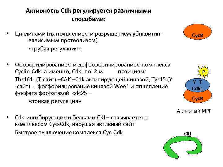 Активность Cdk регулируется различными способами: • Циклинами (их появлением и разрушением убиквитинзависимым протеолизом) «грубая