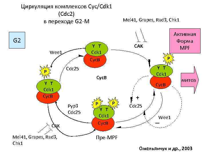 Циркуляция комплексов Cyc/Cdk 1 (Cdc 2) в переходе G 2 -M G 2 P