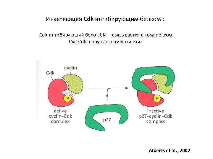 Инактивация Cdk ингибирующим белком : Cdk-ингибирующий белок CKI – связывается с комплексом Cyc-Cdk, нарушая