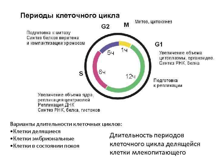 Процессы и стадии клеточного цикла