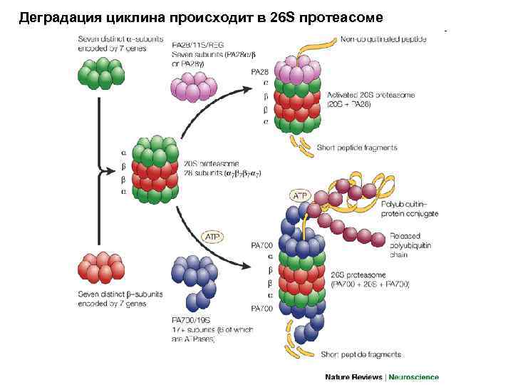 Деградация циклина происходит в 26 S протеасоме 