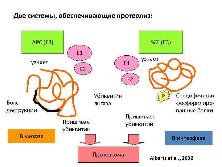 Две системы, обеспечивающие протеолиз: APC (Е 3) SCF (Е 3) E 1 узнает E
