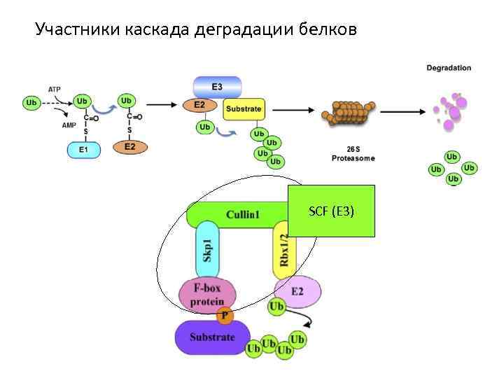 Участники каскада деградации белков SCF (Е 3) 
