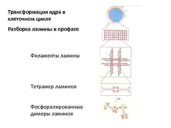 Трансформация ядра в клеточном цикле Разборка ламины в профазе Филаменты ламины Тетрамер ламинов Фосфорилированные