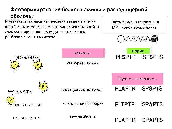 Фосфорилирование белков ламины и распад ядерной оболочки Мутантный ген ламина человека введен в клетки
