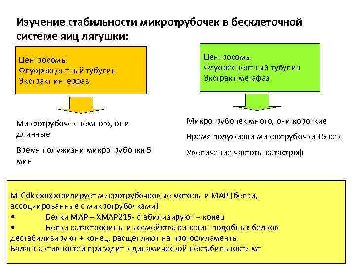 Изучение стабильности микротрубочек в бесклеточной системе яиц лягушки: Центросомы Флуоресцентный тубулин Экстракт интерфаз Центросомы