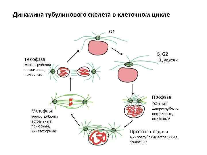 Динамика тубулинового скелета в клеточном цикле G 1 Телофаза микротрубочки астральные, полюсные S, G